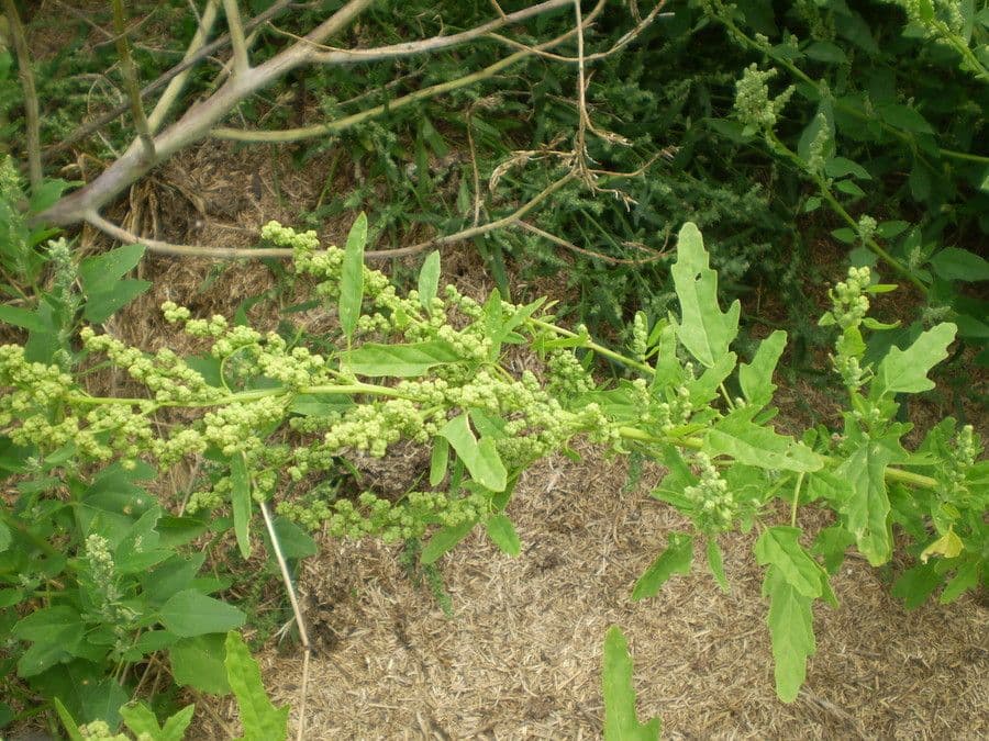 Komosa figolistna 6