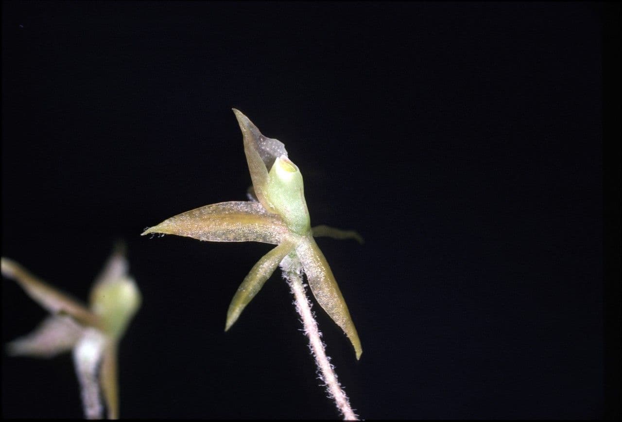 Epidendrum 3