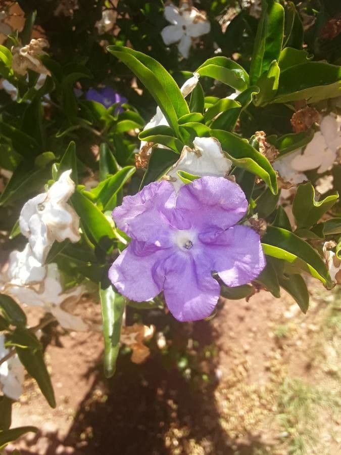 Brunfelsia australe 5