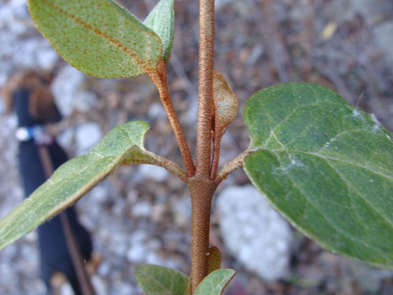 Shepherdia canadensis 23