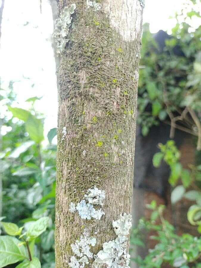 Eugenia 6