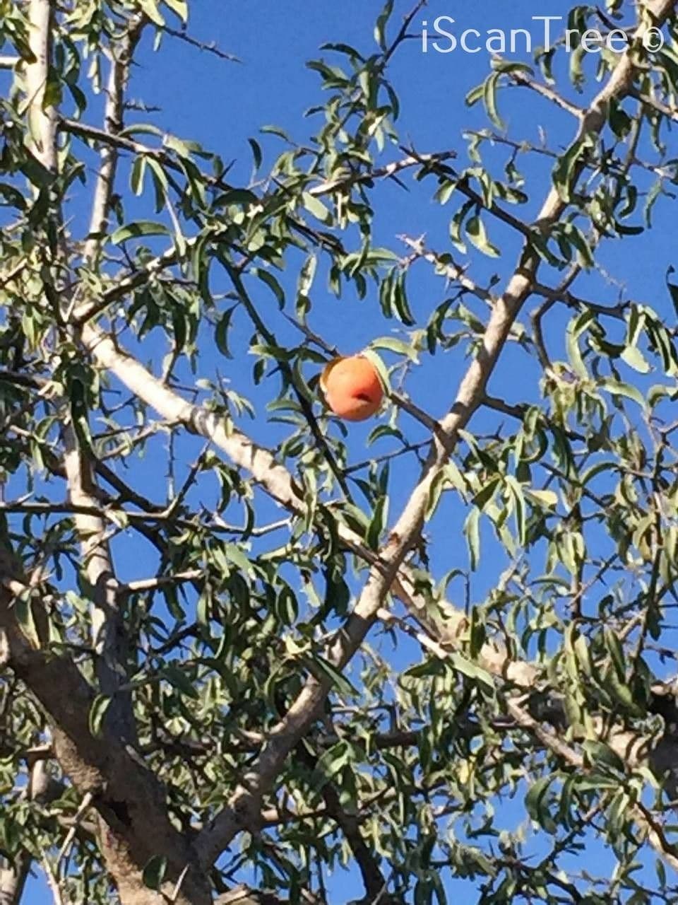 Ximenia caffra 6