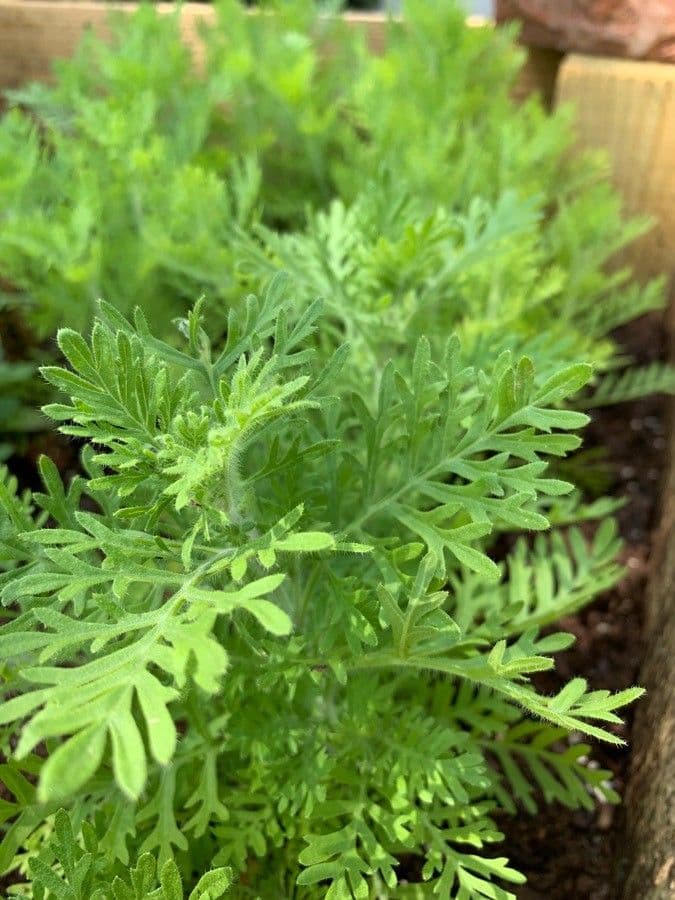 Lavanda 11