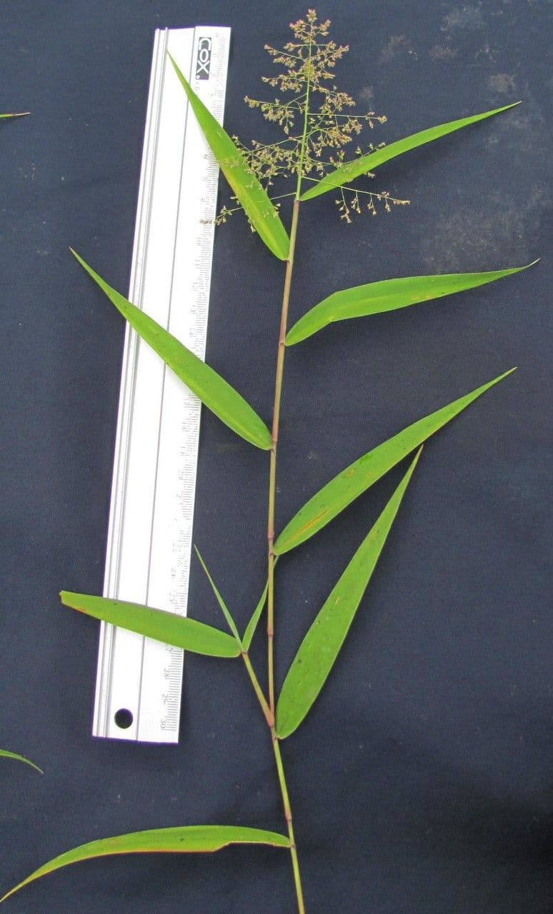 Isachne arundinacea 6