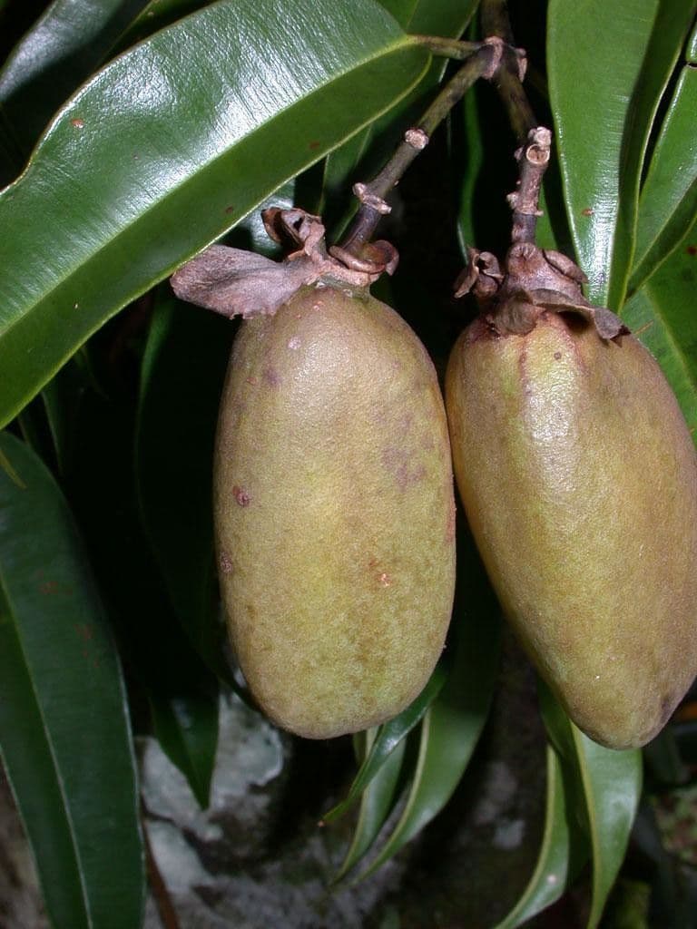 Qualea