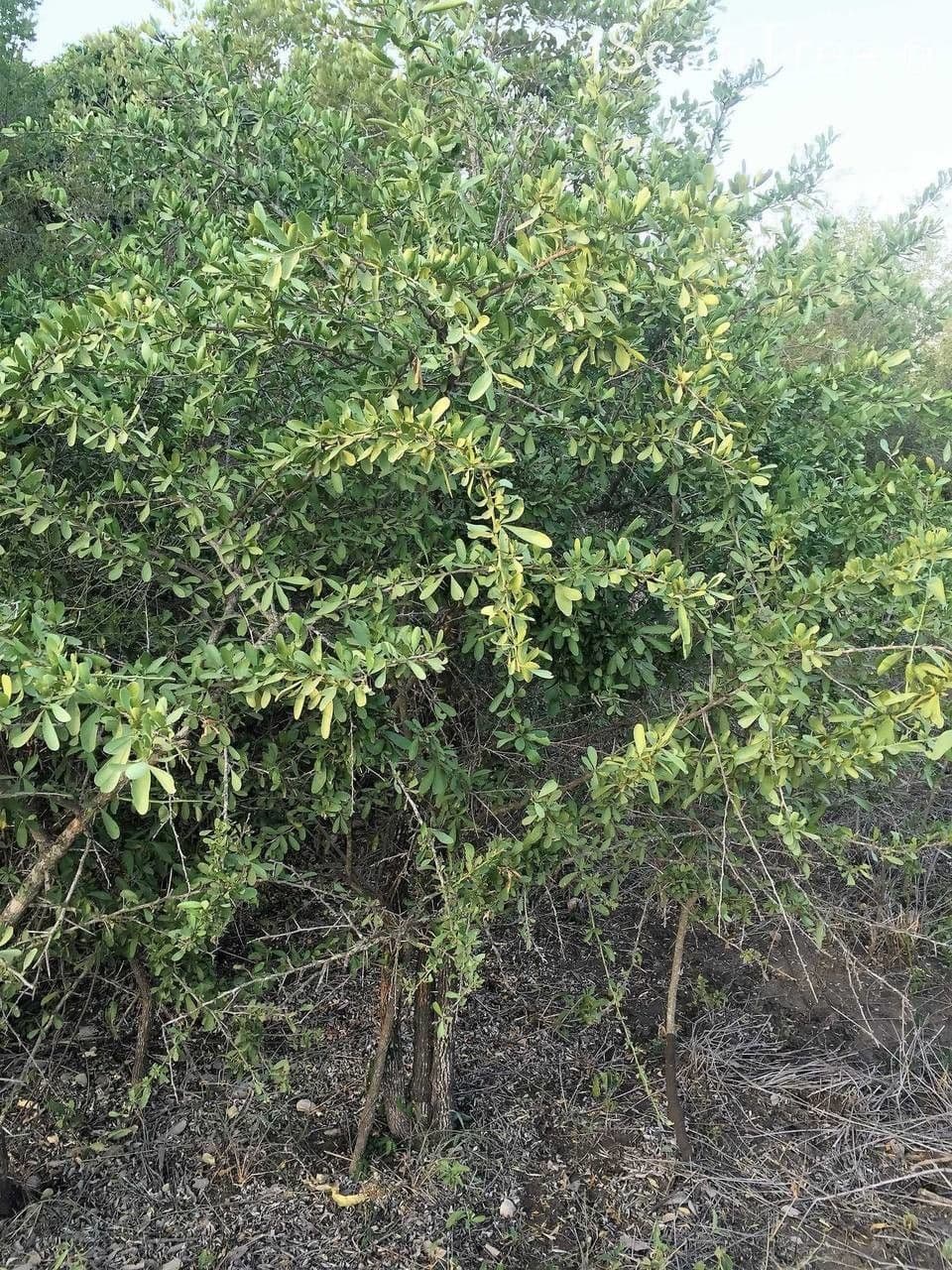 Gymnosporia 11