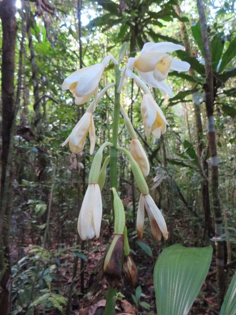 Orchidea 3