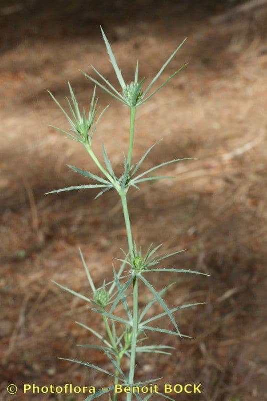 Panicaut à trois pointes 16