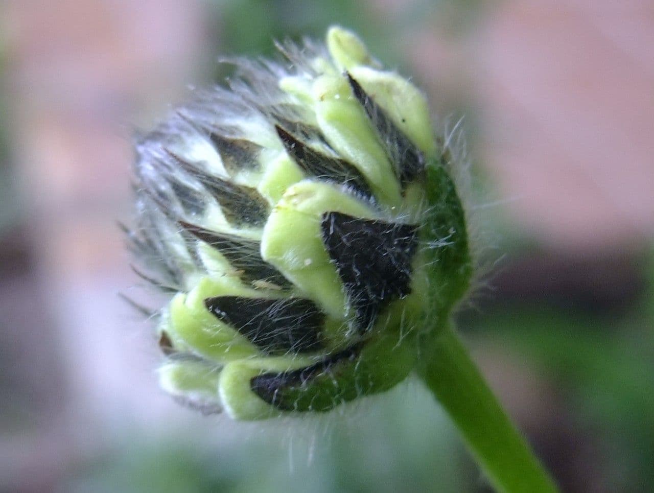 Giant-scabious 3