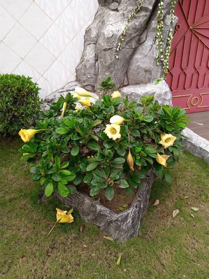 Solandra grandiflora 9