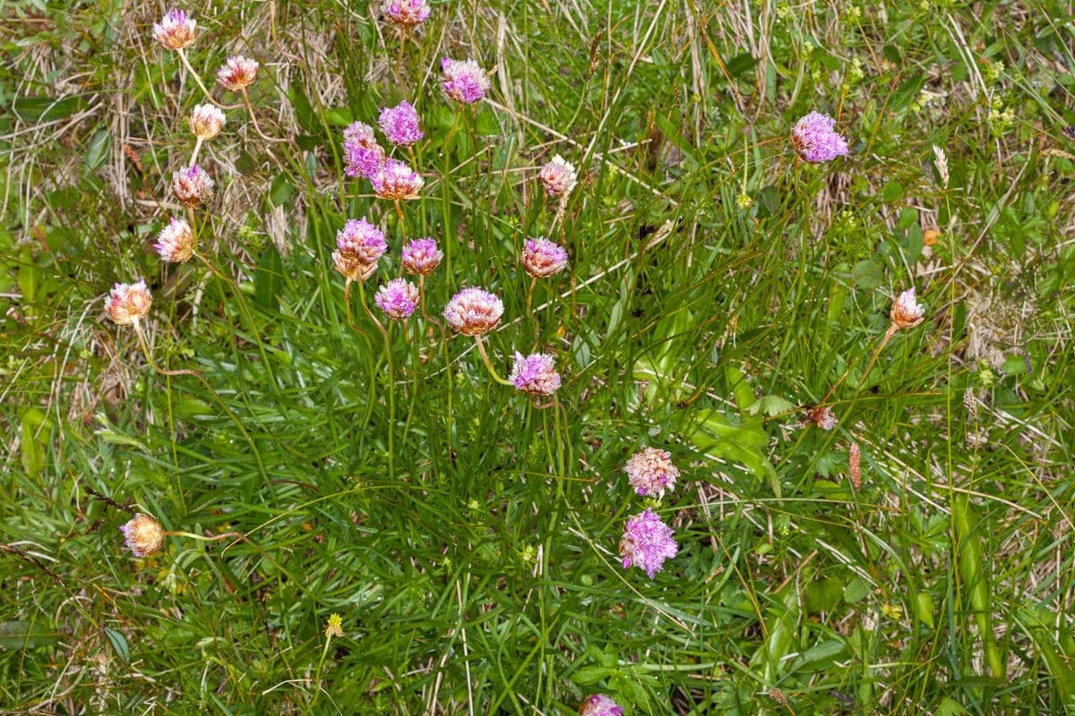 Armeria alpina 17