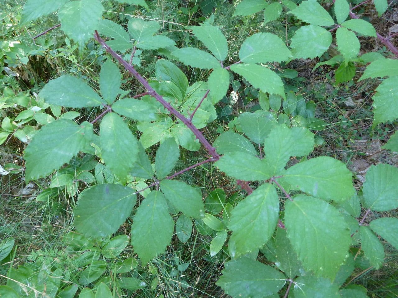 Rovo 8