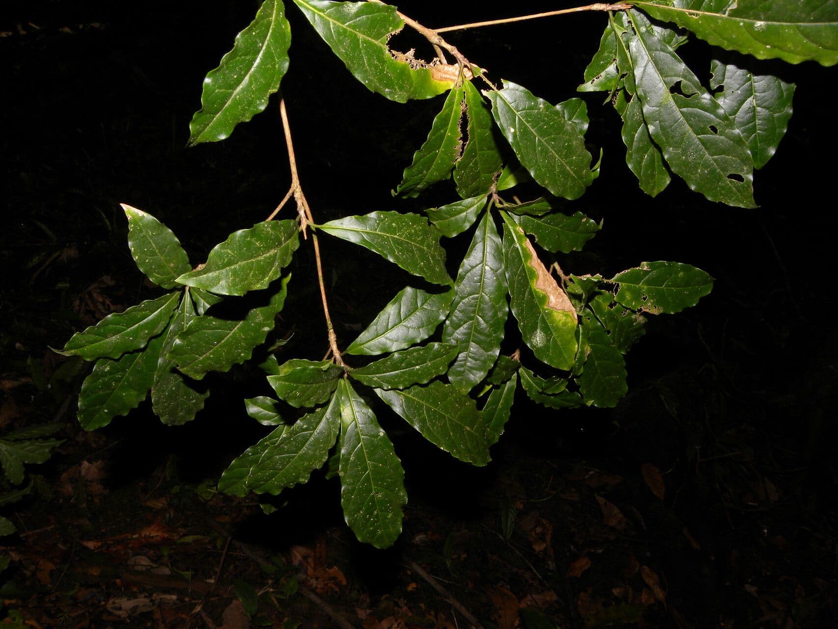 Terminalia amazonia 5