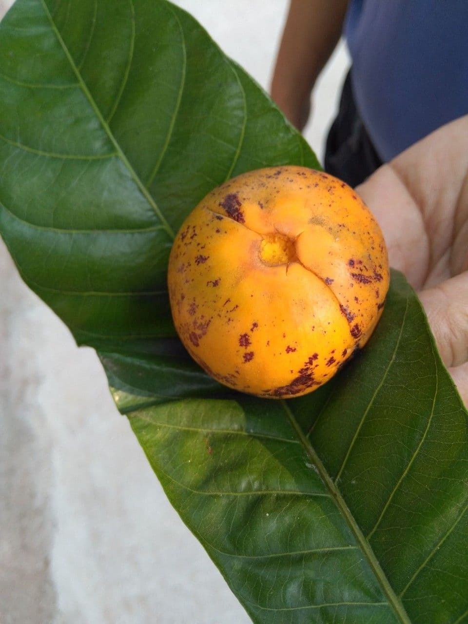 Planchonella 2
