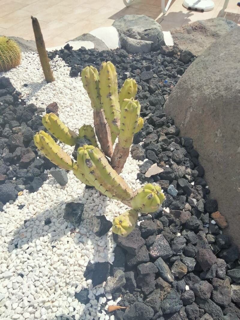 Myrtillocactus 2