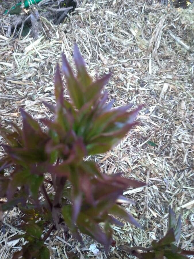 Peonia mascula 20