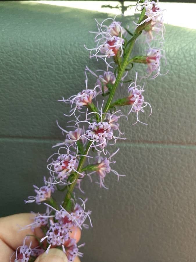Liatris 2