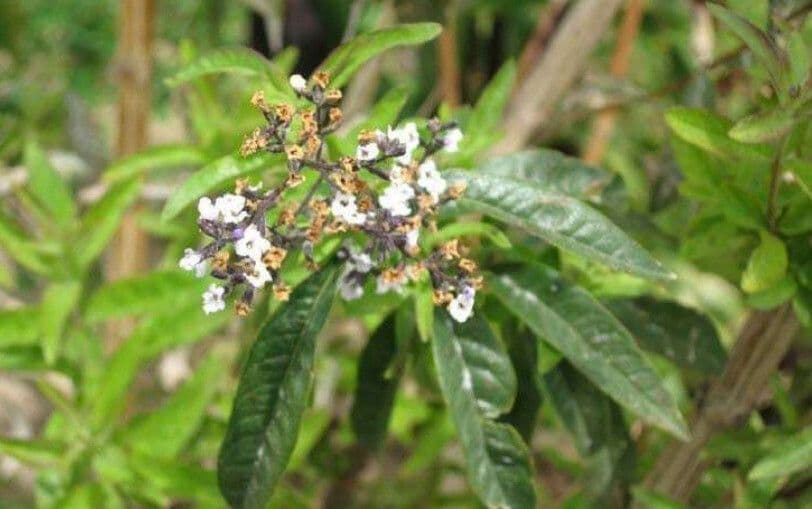 Vitex 20