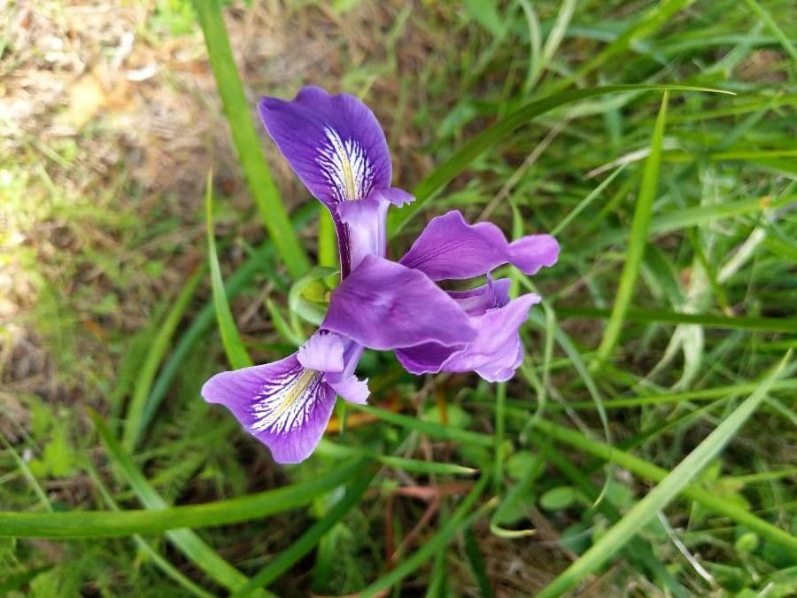 Iris di Douglas 7
