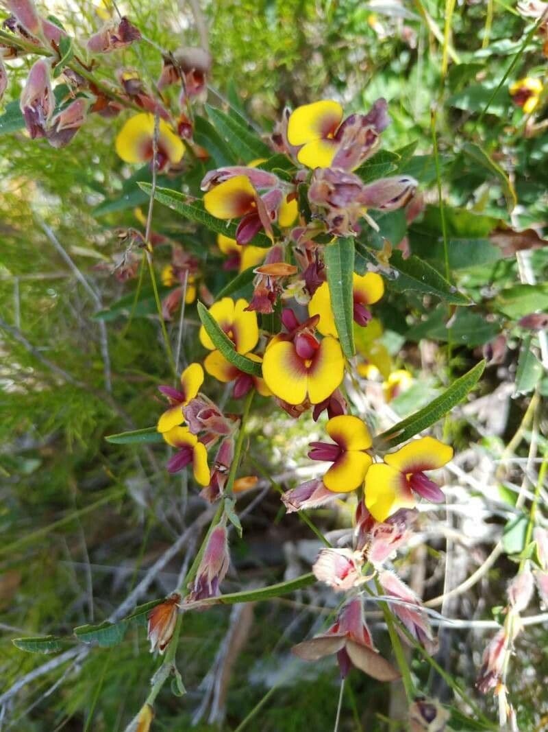 Bossiaea ornata 2