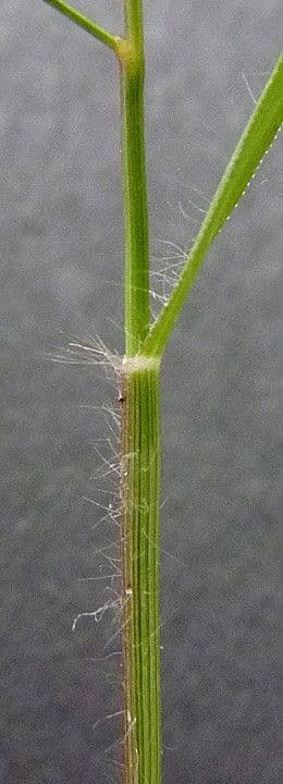 Fienarola minore 23