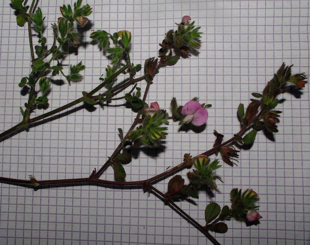 Resedella bianca 3