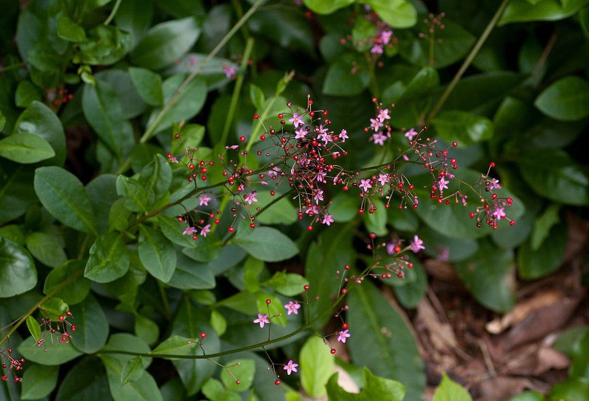Talinum paniculatum 12