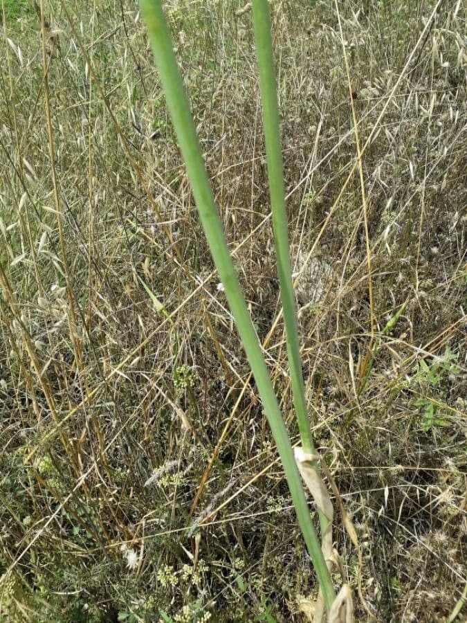 Aglio porro 22