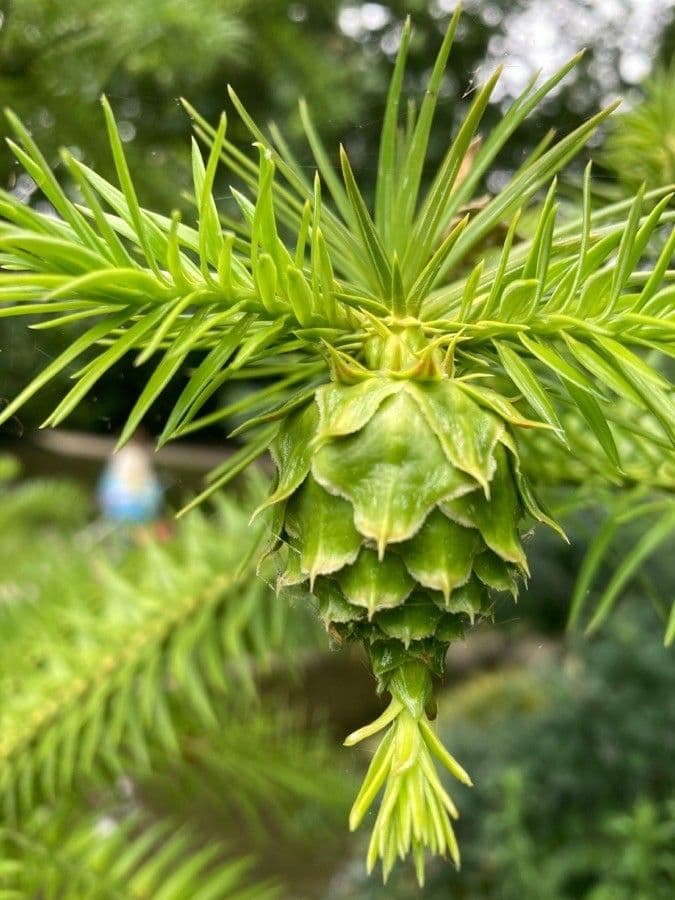 Abete cinese 4
