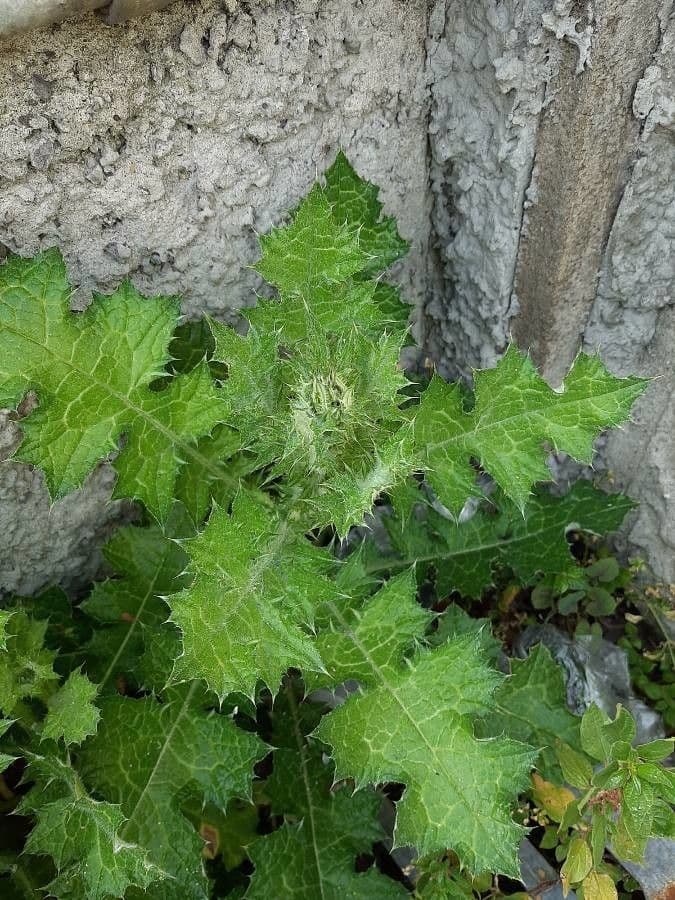 Cardo saettone 24