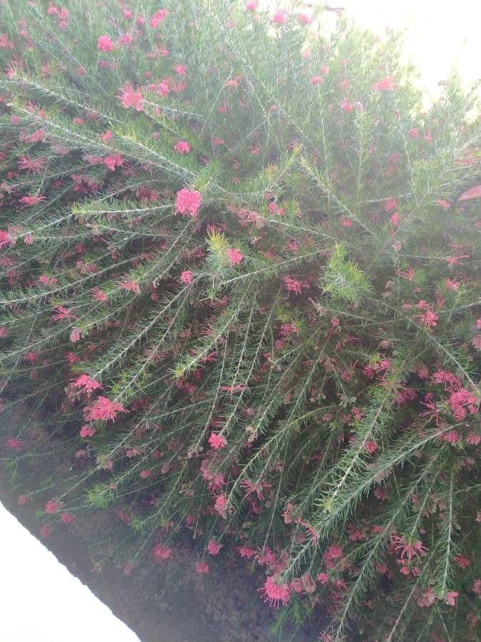 Rosmarinblättrige Grevillea 11