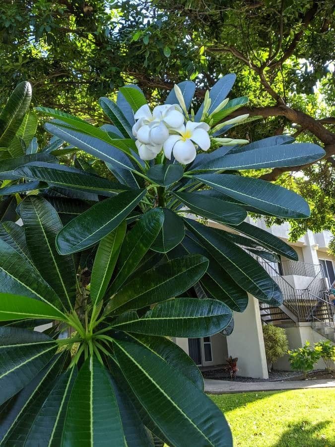 Frangipani 5