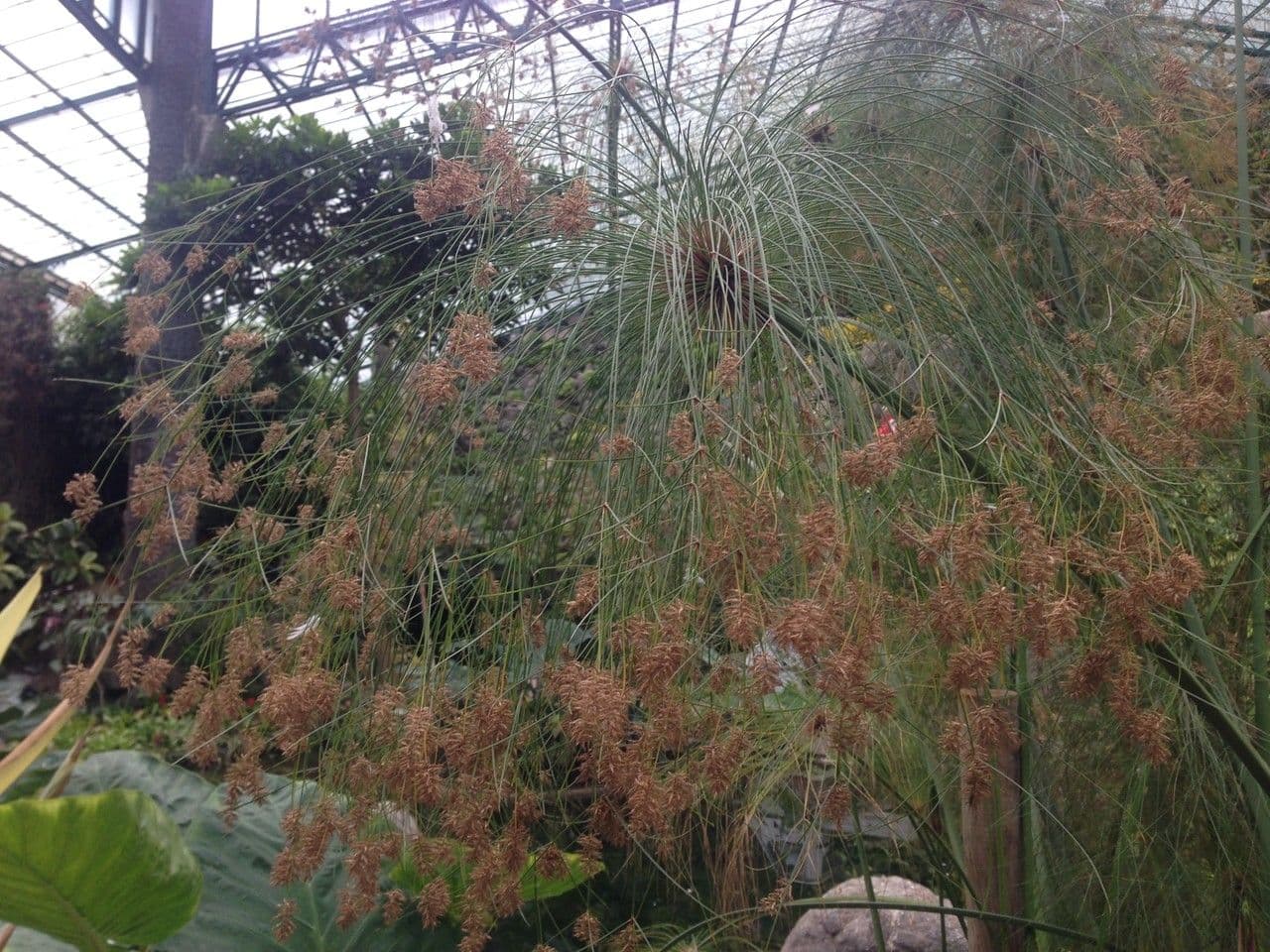 Papyrusstaude 5