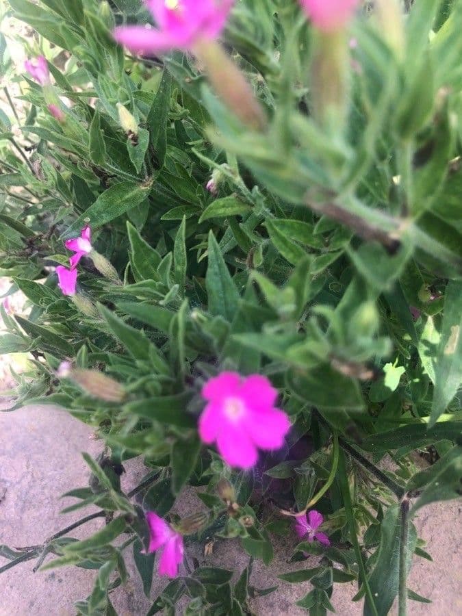 Silene 2
