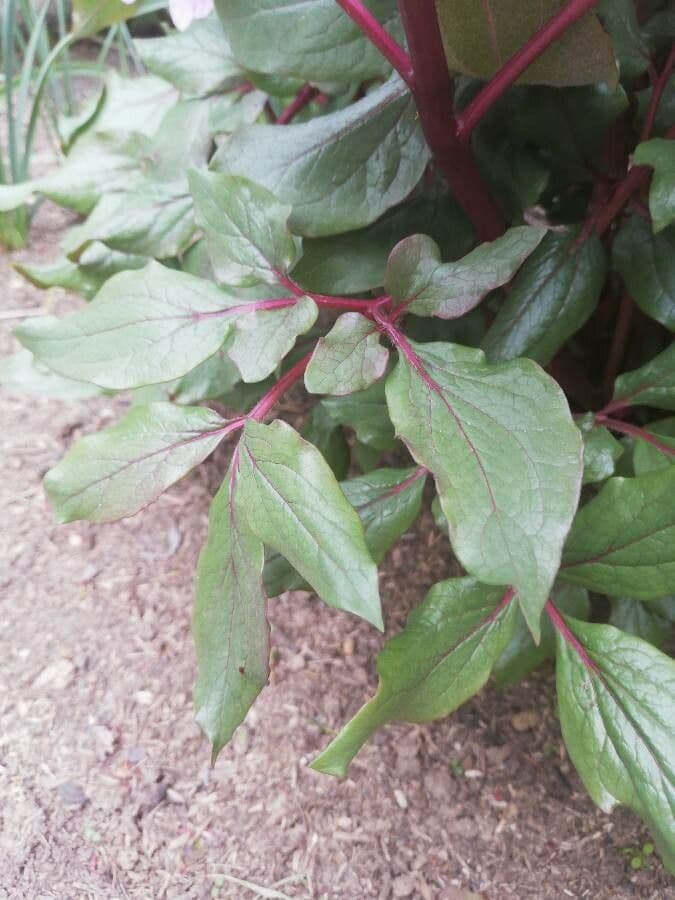 Peonia Corsa 12
