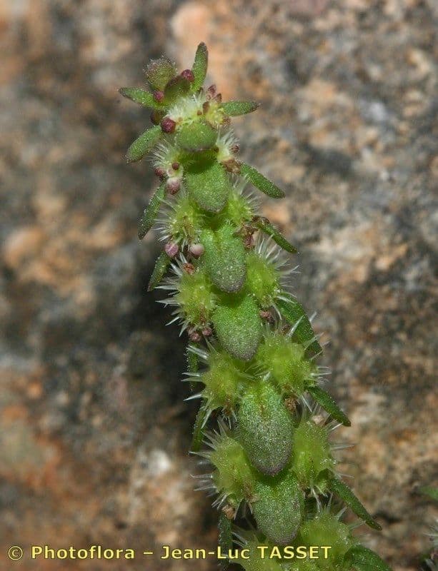 Valantia hispida 26