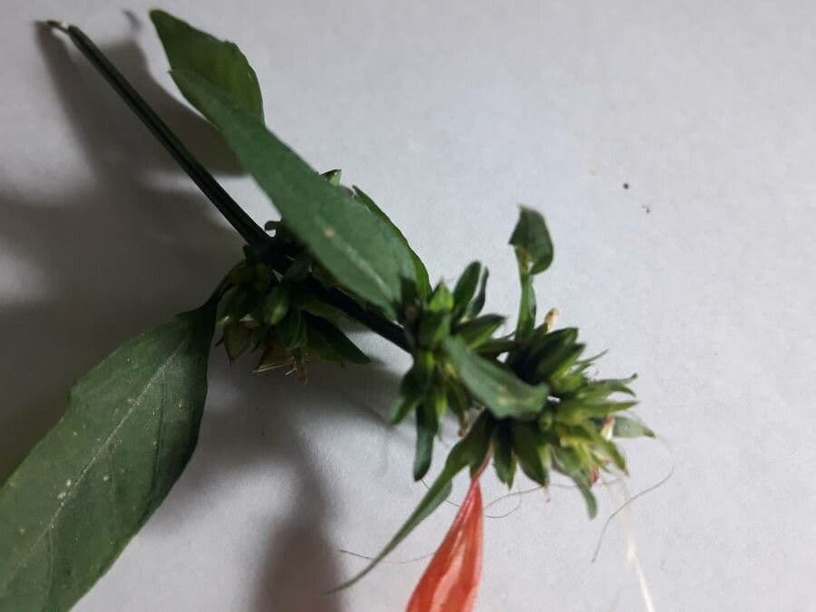 Dicliptera 14