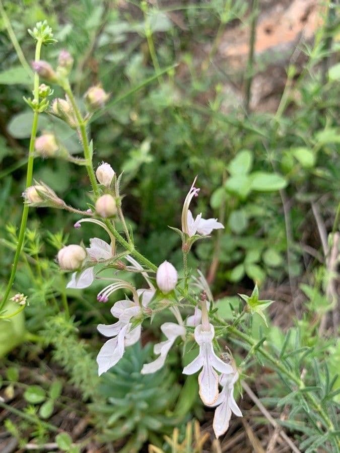 Teucrium pseudochamaepitys 7