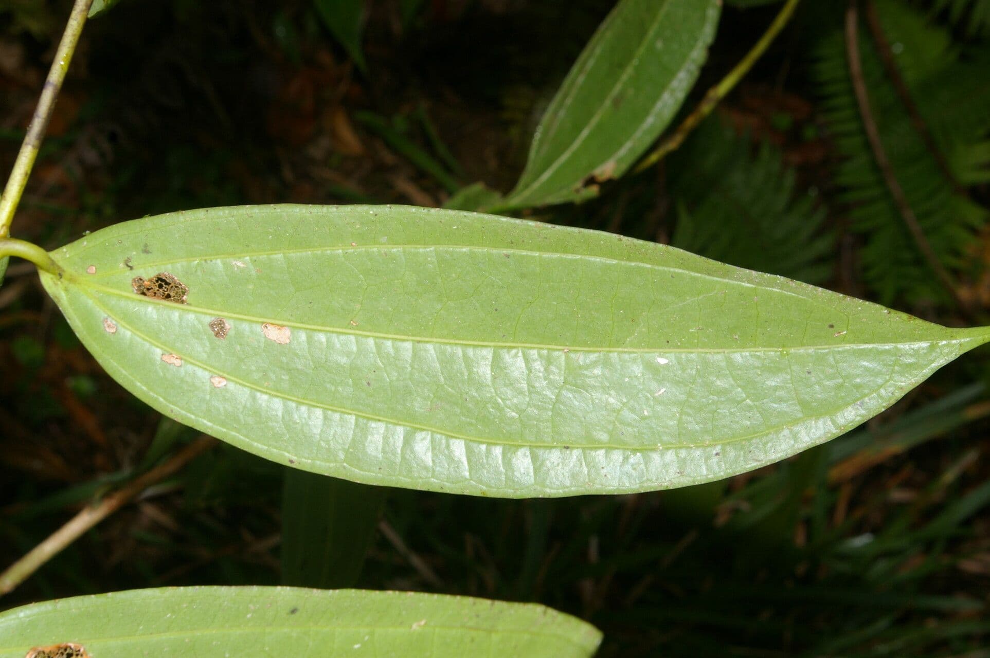 Psammisia ramiflora 11