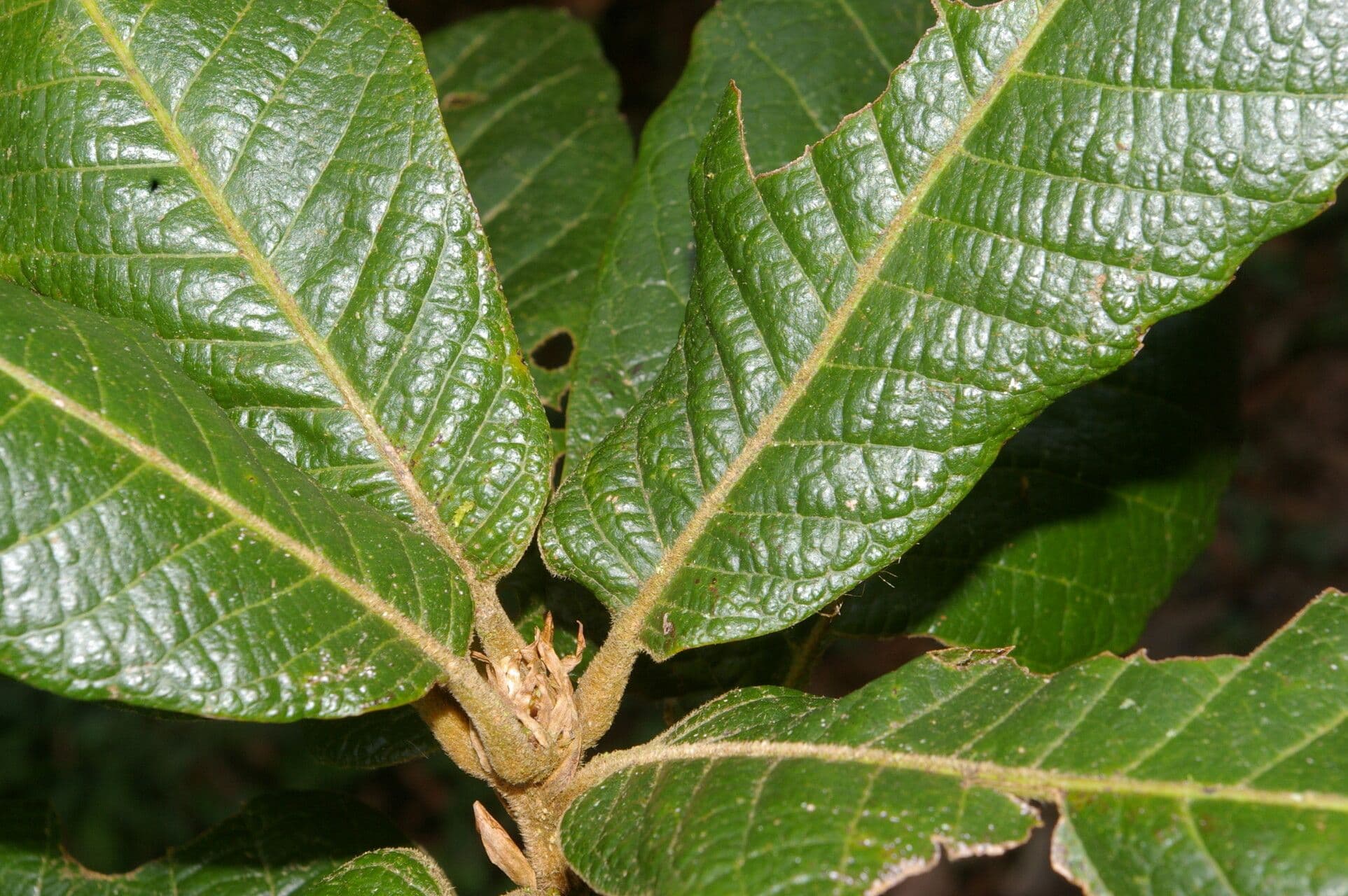 Quercia 5