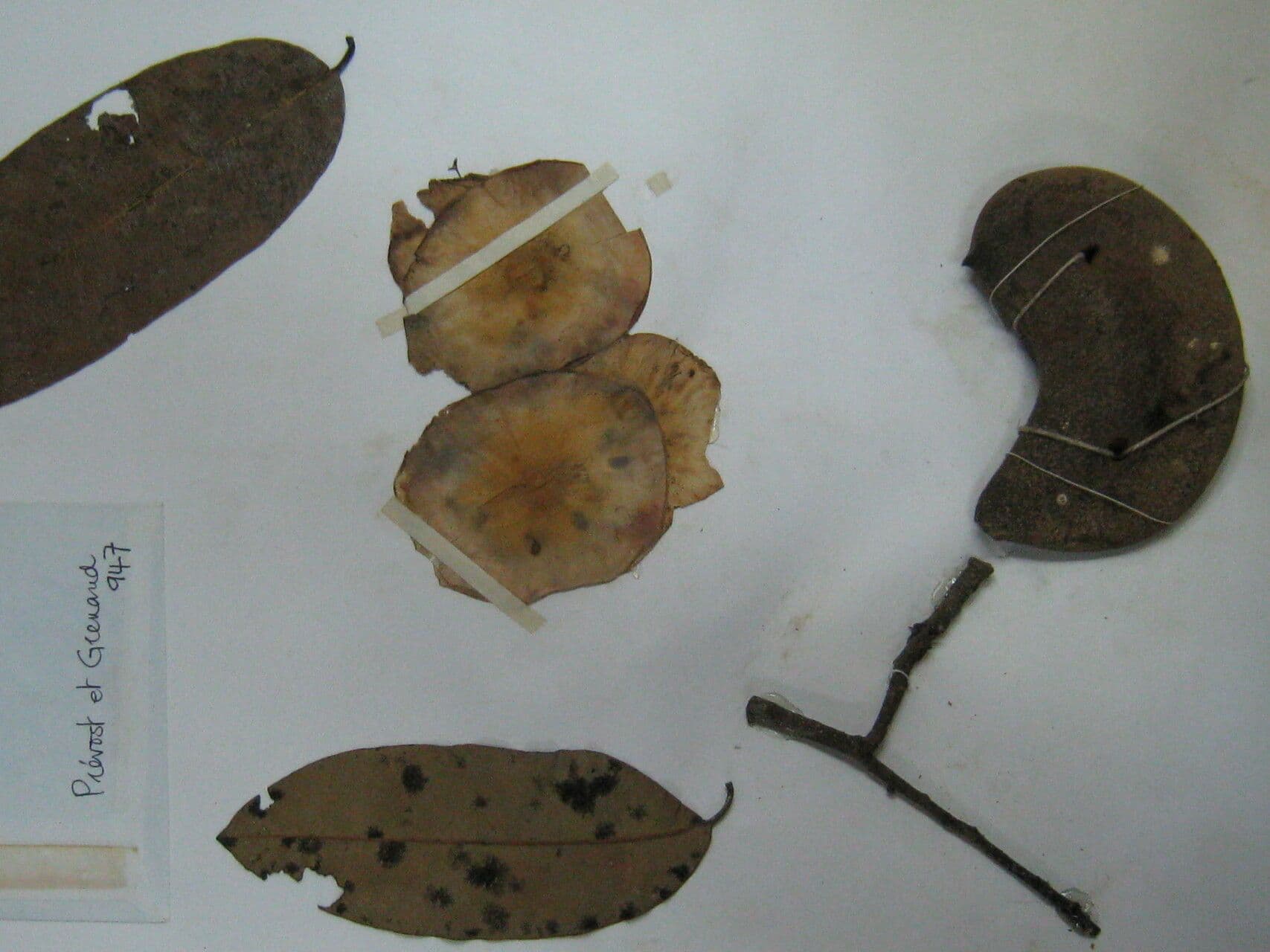 Aspidosperma 3