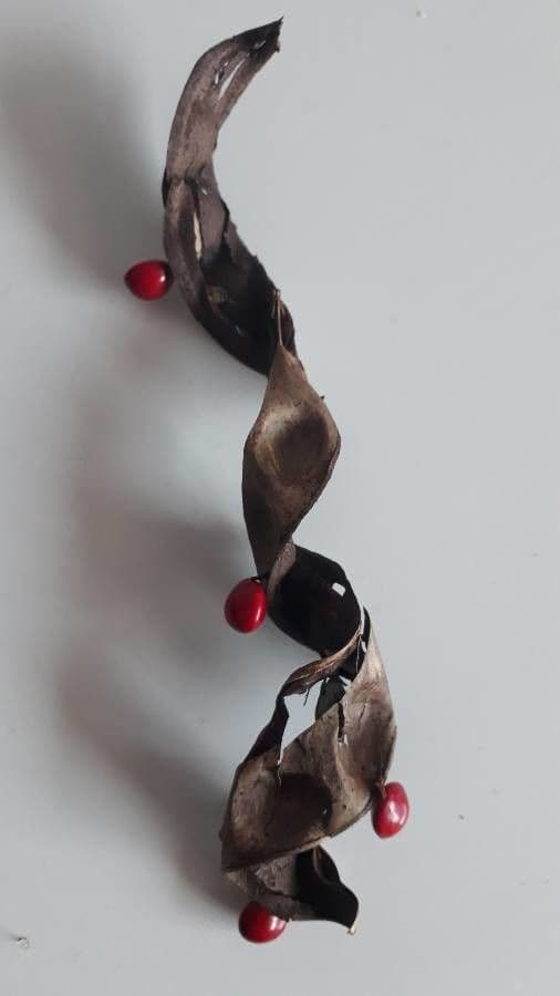 Erythrina 2