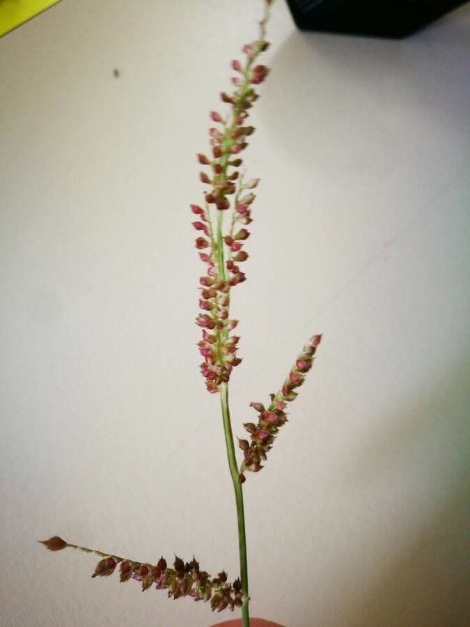 Acetosella 5