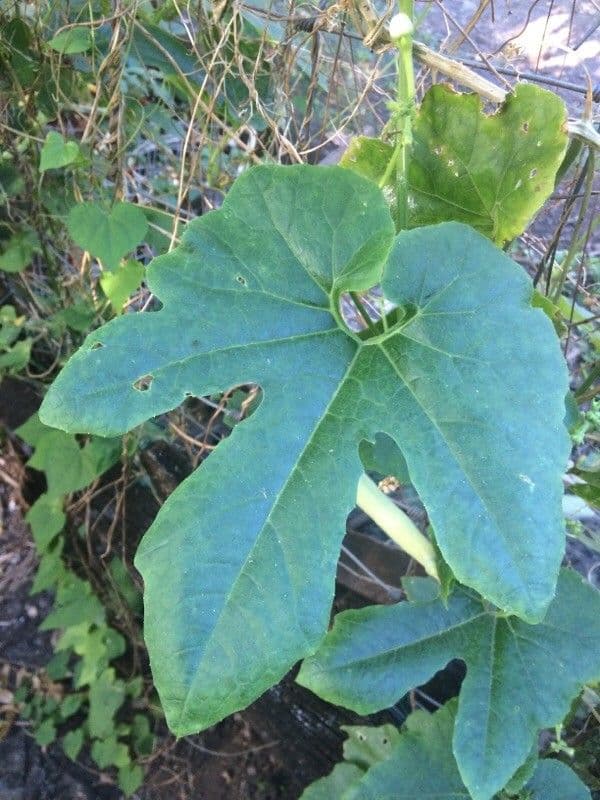 Zucca annuale 15