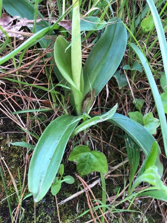 Sumpf-Knabenkraut 13