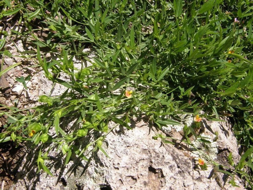 Zornia reticolata 11