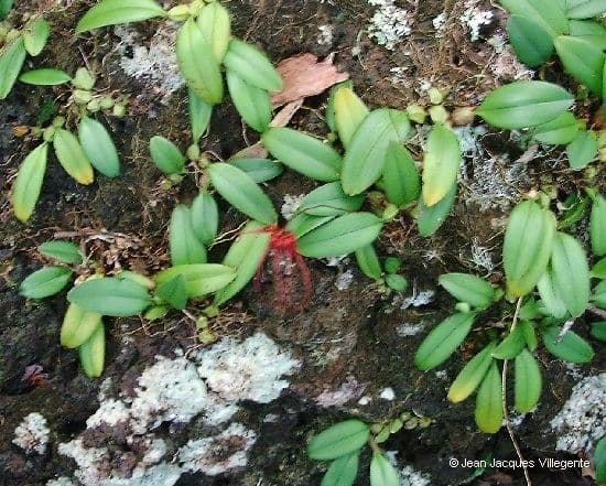 Bulbophyllum 13