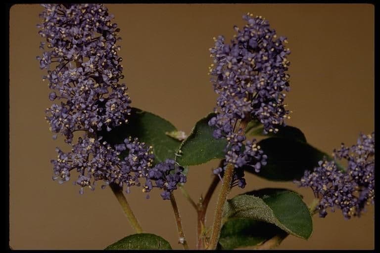 Lemmons Ceanothus 3