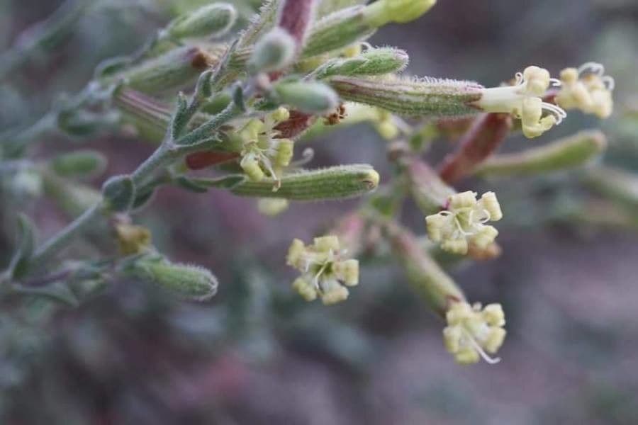 Silene 7