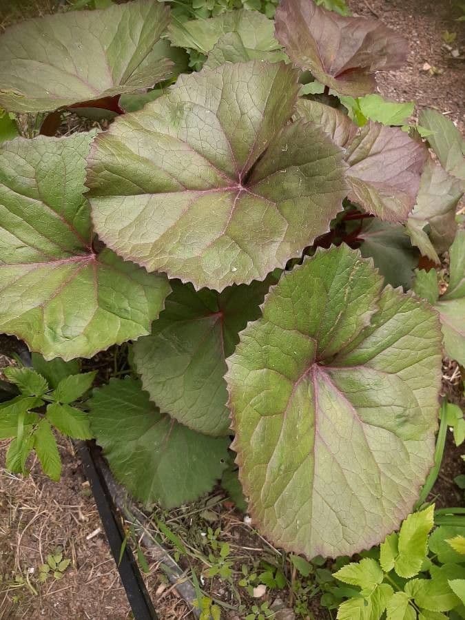 Ligularia dentata 13